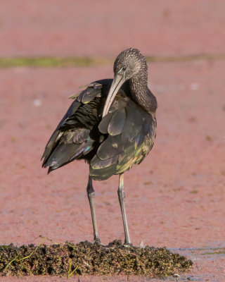 Glossy Ibis