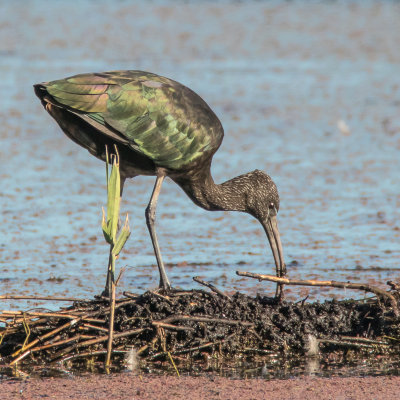 Glossy Ibis