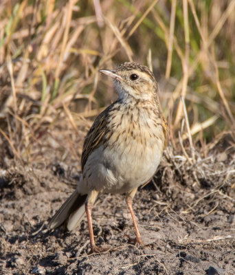 Australasian Pipit