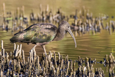 Glossy Ibis