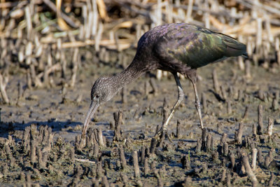 Glossy Ibis