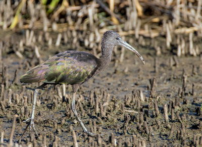 Glossy Ibis