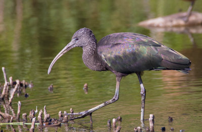 Ibis & Spoonbills