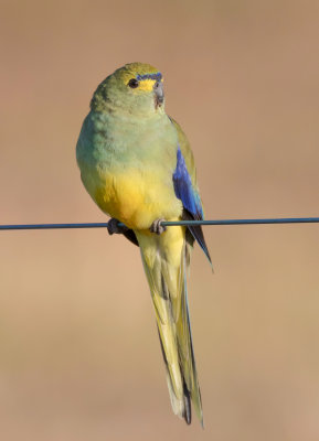 Blue-winged Parrot