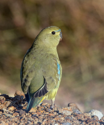 Blue-winged Parrot