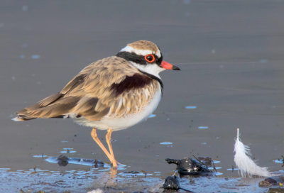 Black-fronted Plover