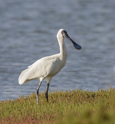 Royal Spoonbill