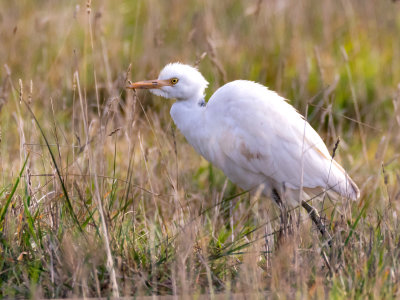Cattle Egret