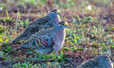 Common Bronzewing