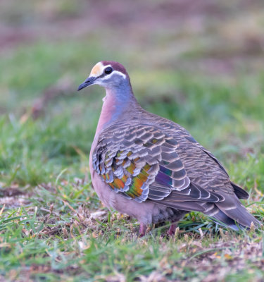 Common Bronzewing