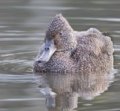 Freckled Duck