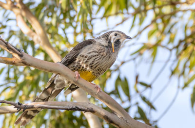 Yellow Wattlebird