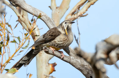Yellow Wattlebird