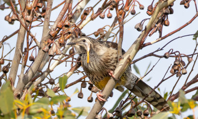 Yellw Wattlebird