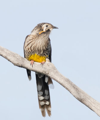 Yellow Wattlebird