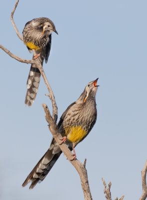 Yellow Wattlebird