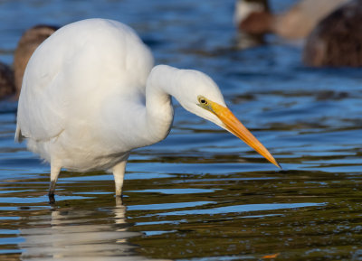 Great Egret