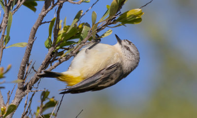 Yellow-rumped Thornbill