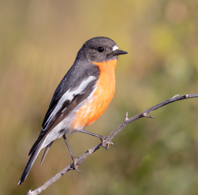 Flame Robin