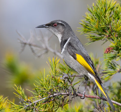 Crescent Honeyeater