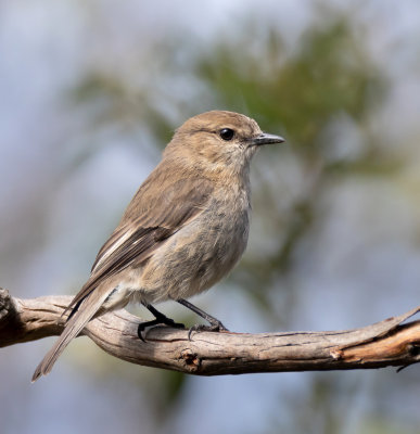 Dusky Robin