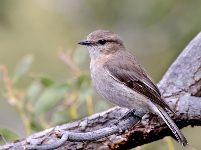 Dusky Robin