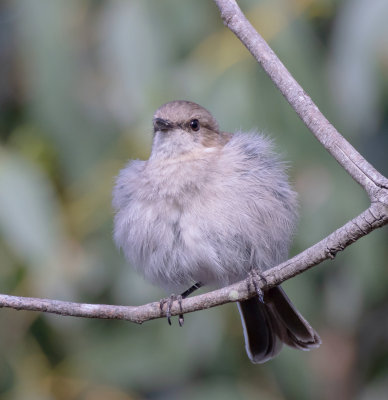 Dusky Robin