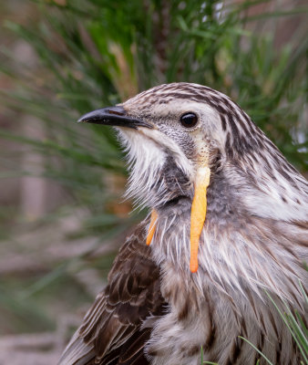 Yellow Wattlebird