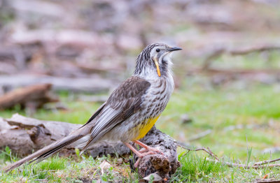 Yellow Wattlebird