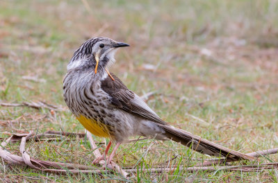 Yellow Wattlebird