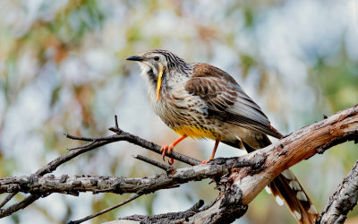 Yellow Wattlebird