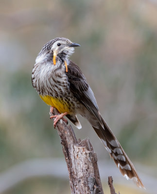 Yellow Wattlebird
