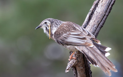 Yellow Wattlebird