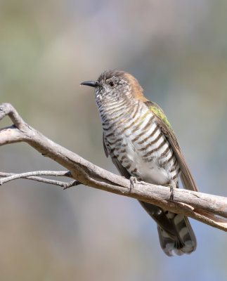 Shining Bronze-Cuckoo