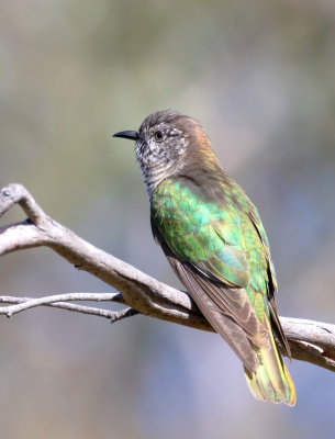 Shining Bronze Cuckoo