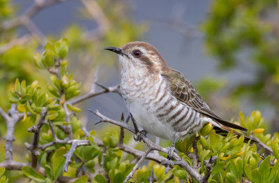 Horsfield's Bronze-Cuckoo