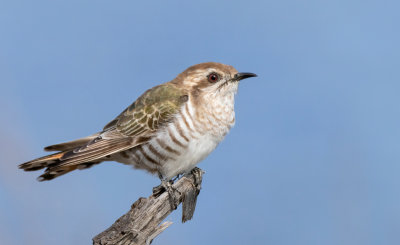 Horsfield's Bronze Cuckoo