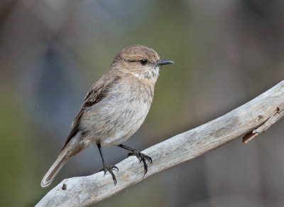 Dusky Robin