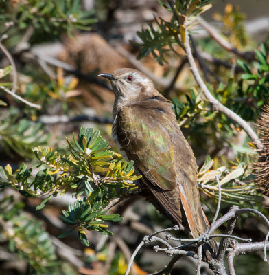 Horsfield's Bronze-Cuckoo