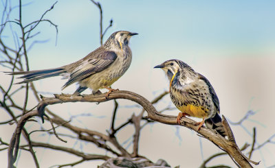 Yellow Wattlebird (pair, male on right)