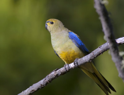 Blue-winged Parrot