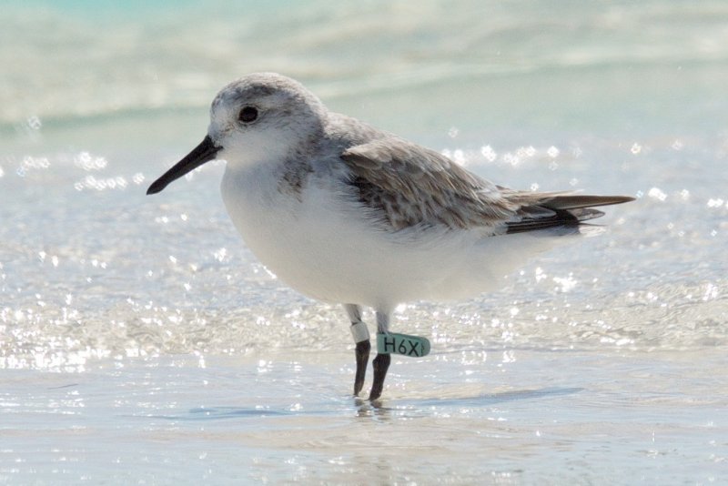 H6X lt Green Sanderling banded 5/14/2013 - Villas Beaches, New Jersey