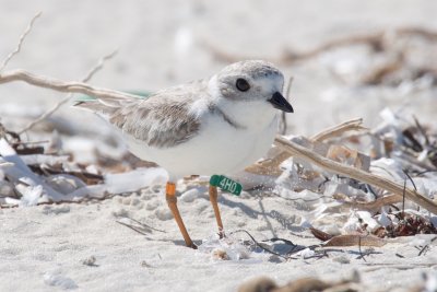4H0 green (O) (G_F 4H0:O) Banded as a chick at Fire Island National Seashore, NY on 7/7/2016.