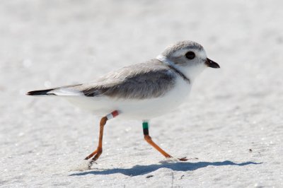 GK:RW (GL:RW) - Colleen O'Plover banded on 5/28/2015 at North Brigantine Natural Area as an adult female