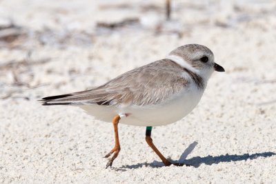 GK:RW (GL:RW) - Colleen O'Plover banded on 5/28/2015 at North Brigantine Natural Area as an adult female