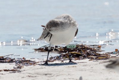 H6X lt Green Sanderling banded 5/14/2013 - Villas Beaches, New Jersey