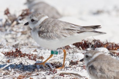 7X1 green (O) (G_F 7X1:O) Banded as a chick at Fire Island National Seashore, NY on 6/1/2016.