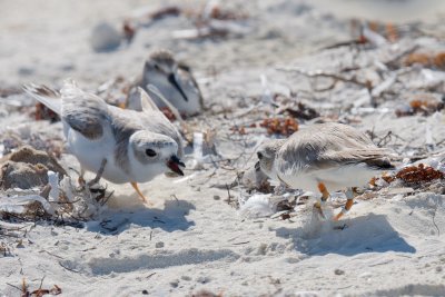 O_F//bY:S//b 016 (O_F//LY:X//L 016) in plover squabble 1