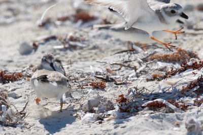 O_F//bY:S//b 016 (O_F//LY:X//L 016) in plover squabble 3