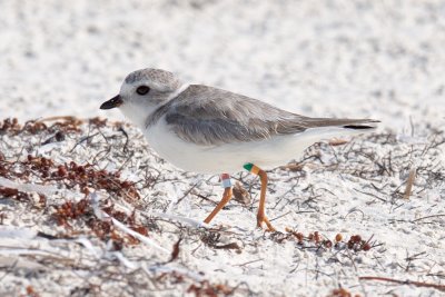 GO:Rb (GO:RL) - Smalls banded on 5/26/15 at Malibu Wildlife Management Area